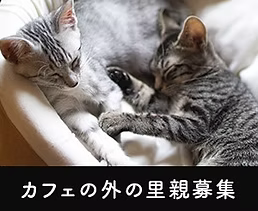 カフェの外の里親募集