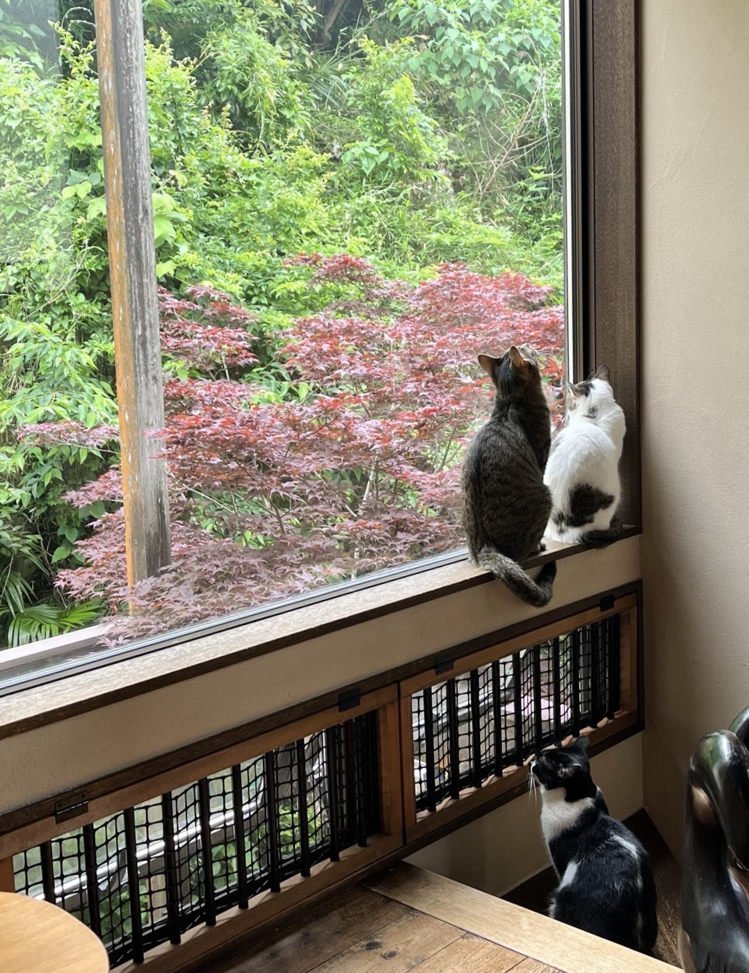窓辺で外を眺める保護猫たち